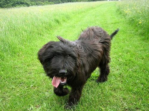 briard