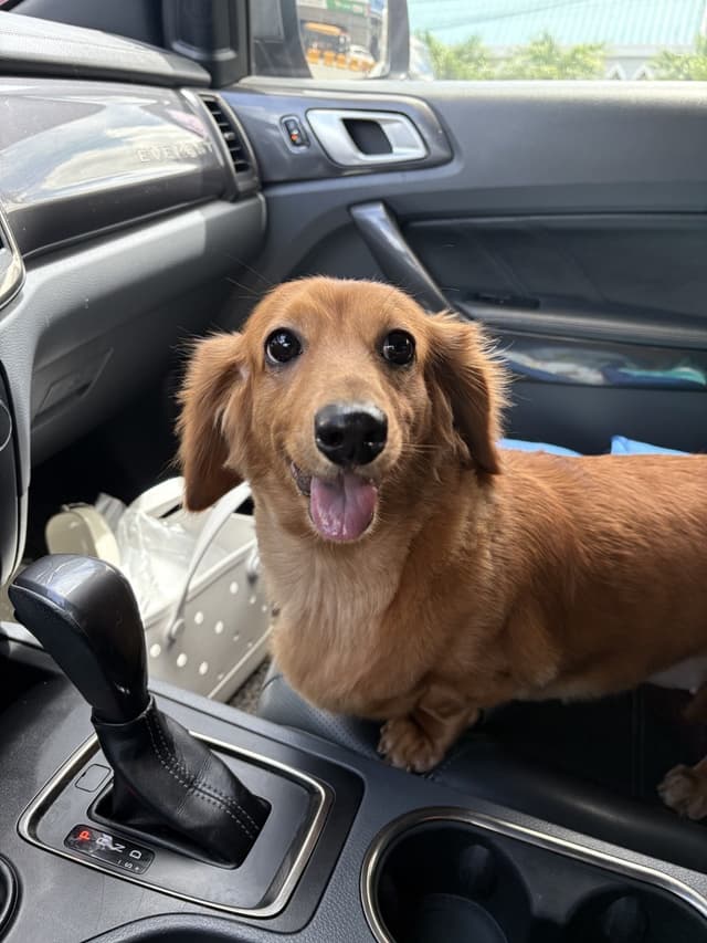 dachshund