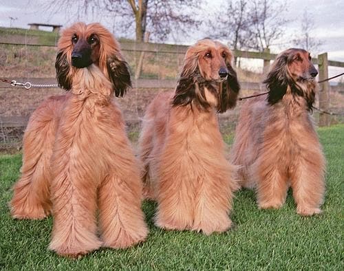 hound-afghan