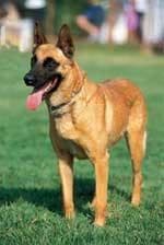 malinois